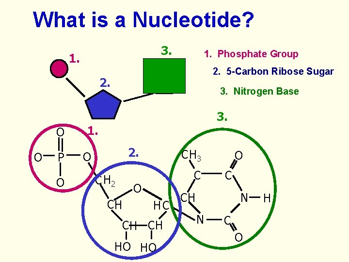 What is a Nucleotide? 3. 1. Phosphate Group 2. 5 -Carbon Ribose Sugar 2.