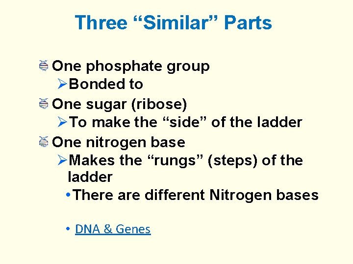 Three “Similar” Parts One phosphate group Bonded to One sugar (ribose) To make the