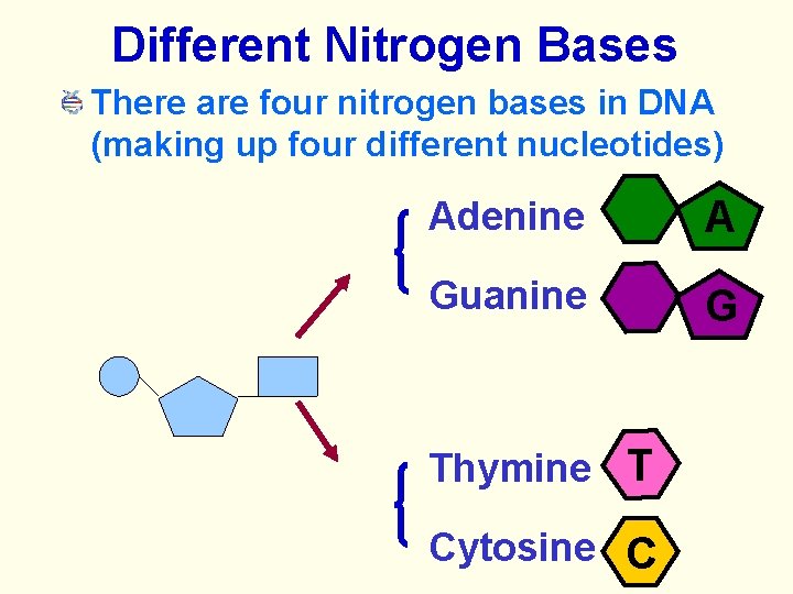 Different Nitrogen Bases There are four nitrogen bases in DNA (making up four different