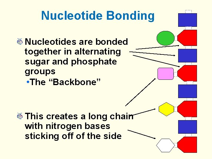 Nucleotide Bonding Nucleotides are bonded together in alternating sugar and phosphate groups • The