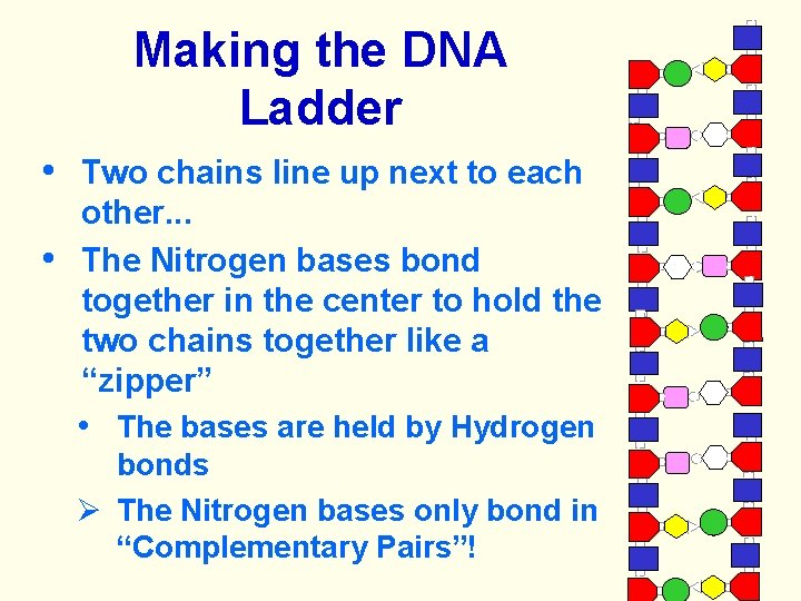 Making the DNA Ladder • Two chains line up next to each other. .