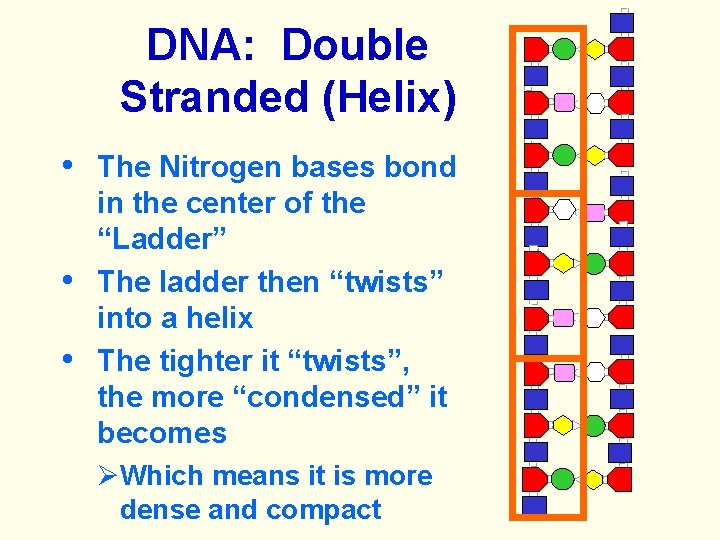 DNA: Double Stranded (Helix) • The Nitrogen bases bond in the center of the