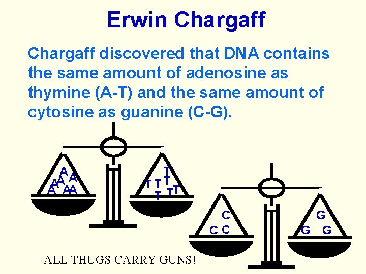 Erwin Chargaff discovered that DNA contains the same amount of adenosine as thymine (A-T)