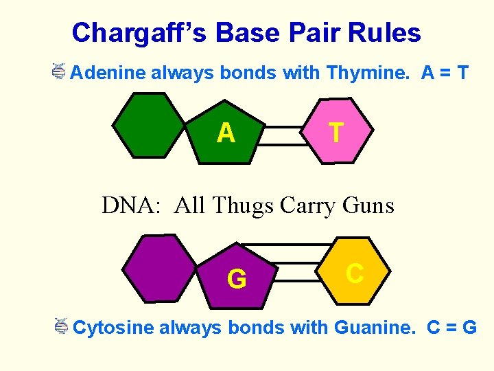 Chargaff’s Base Pair Rules Adenine always bonds with Thymine. A = T A T