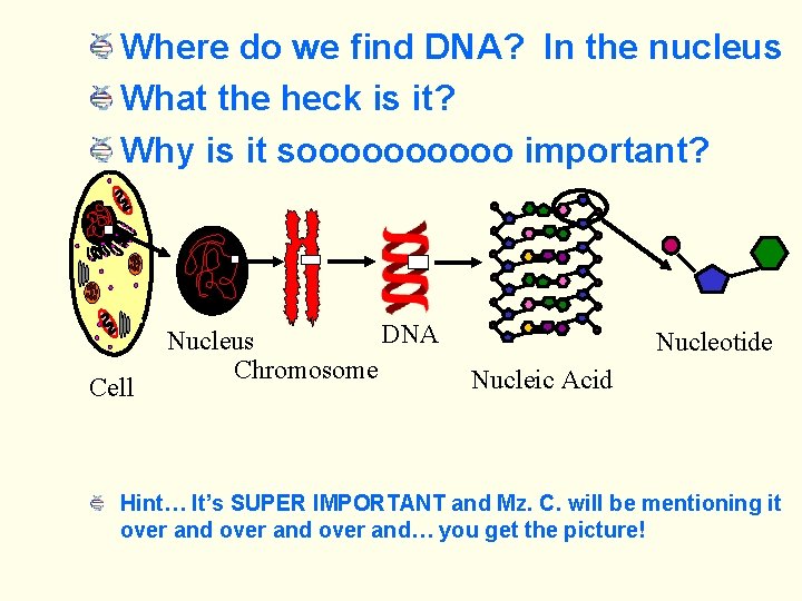 Where do we find DNA? In the nucleus What the heck is it? Why