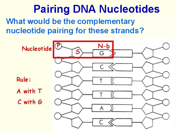 Pairing DNA Nucleotides a the nucleotide? What wouldisbe the base complementary pairing rule? nucleotide