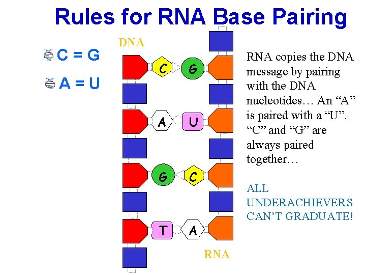 Rules for RNA Base Pairing C=G A=U DNA C G A U G C