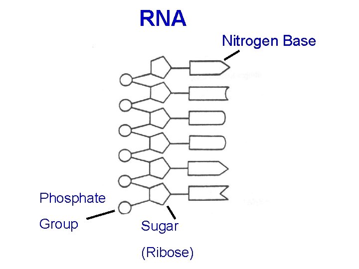 RNA Nitrogen Base Phosphate Group Sugar (Ribose) 