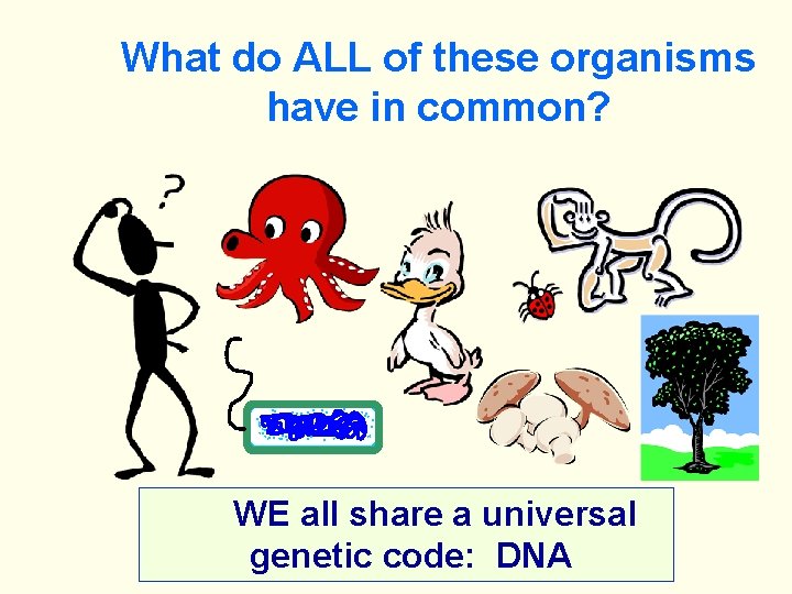 What do ALL of these organisms have in common? WE all share a universal