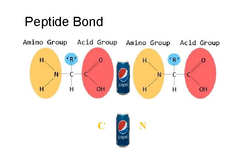 Peptide Bond C N 