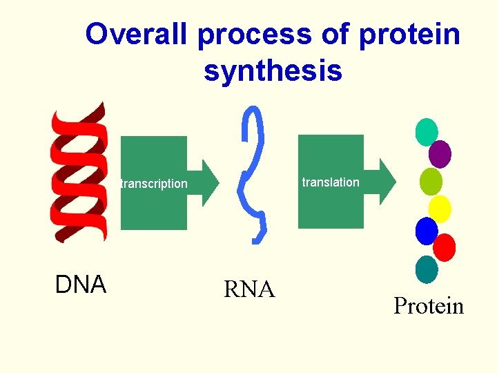Overall process of protein synthesis translation transcription DNA RNA Protein 