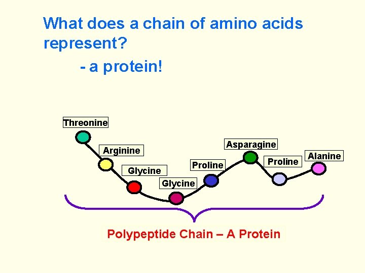What does a chain of amino acids represent? - a protein! Threonine Asparagine Arginine