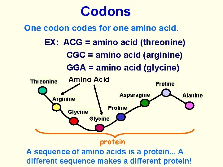 Codons One codon codes for one amino acid. EX: ACG = amino acid (threonine)