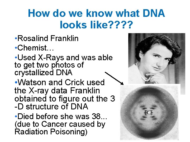 How do we know what DNA looks like? ? • Rosalind Franklin • Chemist…