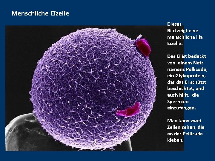 Menschliche Eizelle Dieses Bild zeigt eine menschliche lila Eizelle. Das Ei ist bedeckt von