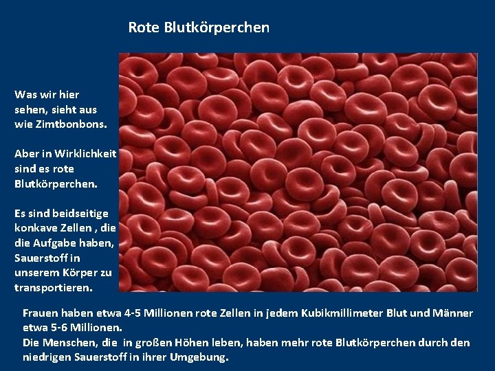 Rote Blutkörperchen Was wir hier sehen, sieht aus wie Zimtbonbons. Aber in Wirklichkeit sind