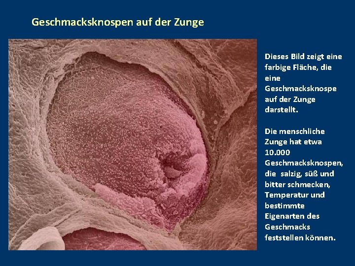 Geschmacksknospen auf der Zunge Dieses Bild zeigt eine farbige Fläche, die eine Geschmacksknospe auf