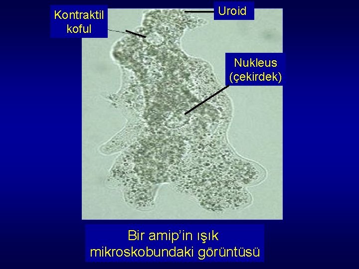 Kontraktil koful Uroid Nukleus (çekirdek) Bir amip’in ışık mikroskobundaki görüntüsü Kontraktil koful Uroid Nukleus (çekirdek) Bir amip’in ışık mikroskobundaki görüntüsü