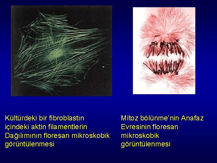Kültürdeki bir fibroblastın içindeki aktin filamentlerin Dağılımının floresan mikroskobik görüntülenmesi Mitoz bölünme’nin Anafaz Evresinin Kültürdeki bir fibroblastın içindeki aktin filamentlerin Dağılımının floresan mikroskobik görüntülenmesi Mitoz bölünme’nin Anafaz Evresinin