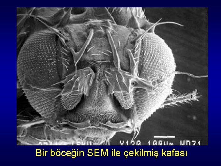 Bir böceğin SEM ile çekilmiş kafası Bir böceğin SEM ile çekilmiş kafası