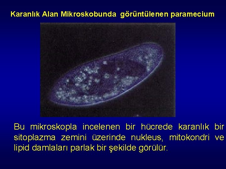 Karanlık Alan Mikroskobunda görüntülenen paramecium Bu mikroskopla incelenen bir hücrede karanlık bir sitoplazma zemini Karanlık Alan Mikroskobunda görüntülenen paramecium Bu mikroskopla incelenen bir hücrede karanlık bir sitoplazma zemini