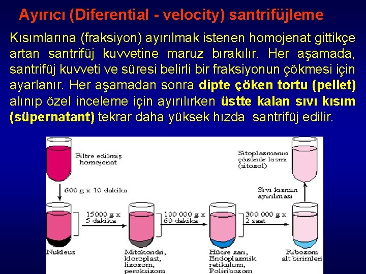 Ayırıcı (Diferential - velocity) santrifüjleme Kısımlarına (fraksiyon) ayırılmak istenen homojenat gittikçe artan santrifüj kuvvetine Ayırıcı (Diferential - velocity) santrifüjleme Kısımlarına (fraksiyon) ayırılmak istenen homojenat gittikçe artan santrifüj kuvvetine