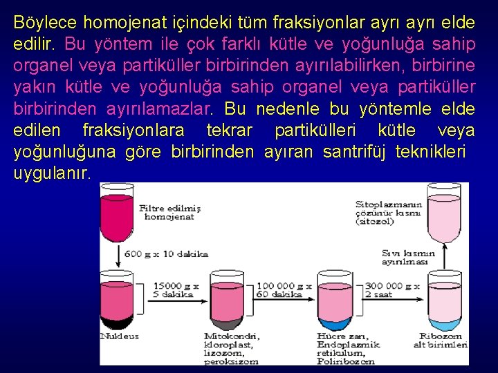 Böylece homojenat içindeki tüm fraksiyonlar ayrı elde edilir. Bu yöntem ile çok farklı kütle Böylece homojenat içindeki tüm fraksiyonlar ayrı elde edilir. Bu yöntem ile çok farklı kütle