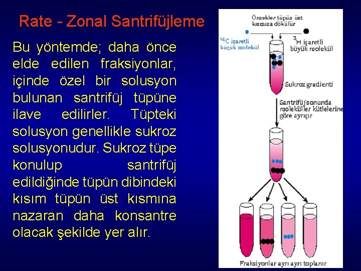 Rate - Zonal Santrifüjleme Bu yöntemde; daha önce elde edilen fraksiyonlar, içinde özel bir Rate - Zonal Santrifüjleme Bu yöntemde; daha önce elde edilen fraksiyonlar, içinde özel bir