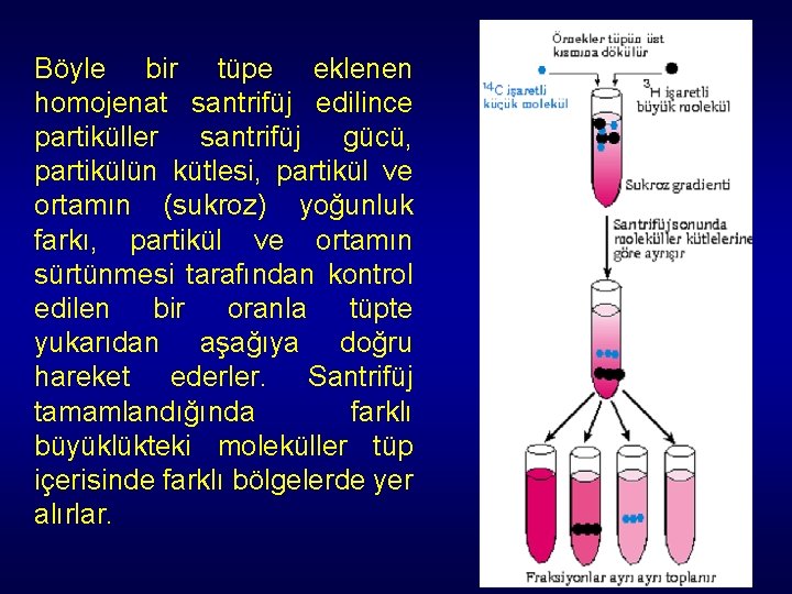 Böyle bir tüpe eklenen homojenat santrifüj edilince partiküller santrifüj gücü, partikülün kütlesi, partikül ve Böyle bir tüpe eklenen homojenat santrifüj edilince partiküller santrifüj gücü, partikülün kütlesi, partikül ve