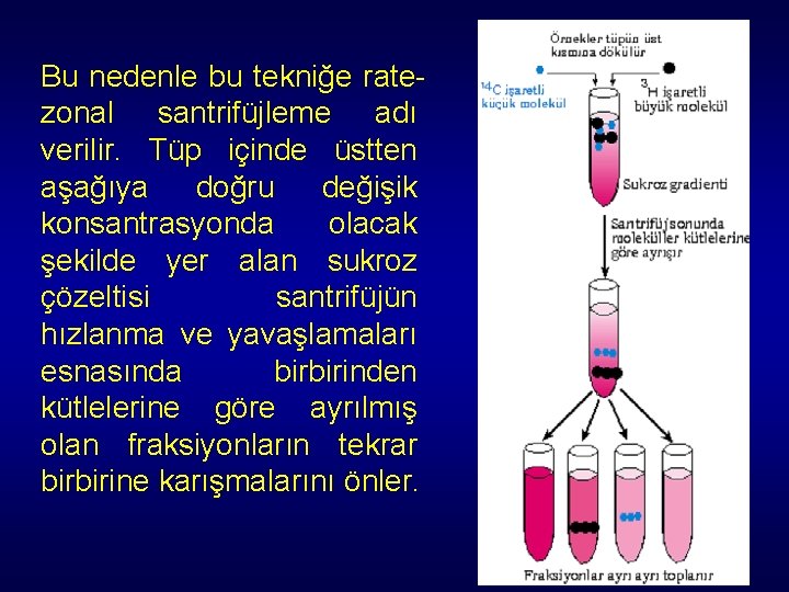 Bu nedenle bu tekniğe ratezonal santrifüjleme adı verilir. Tüp içinde üstten aşağıya doğru değişik Bu nedenle bu tekniğe ratezonal santrifüjleme adı verilir. Tüp içinde üstten aşağıya doğru değişik