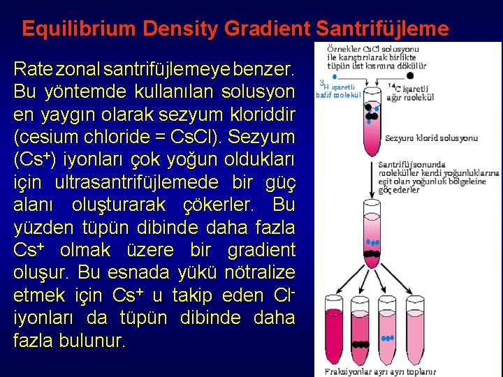 Equilibrium Density Gradient Santrifüjleme Rate zonal santrifüjlemeye benzer. Bu yöntemde kullanılan solusyon en yaygın Equilibrium Density Gradient Santrifüjleme Rate zonal santrifüjlemeye benzer. Bu yöntemde kullanılan solusyon en yaygın