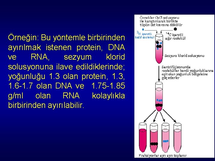 Örneğin: Bu yöntemle birbirinden ayırılmak istenen protein, DNA ve RNA, sezyum klorid solusyonuna ilave Örneğin: Bu yöntemle birbirinden ayırılmak istenen protein, DNA ve RNA, sezyum klorid solusyonuna ilave