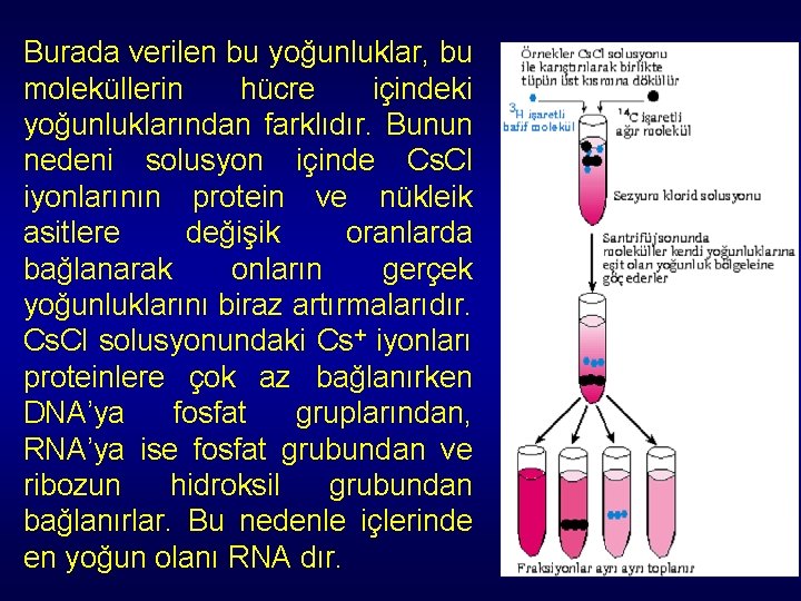 Burada verilen bu yoğunluklar, bu moleküllerin hücre içindeki yoğunluklarından farklıdır. Bunun nedeni solusyon içinde Burada verilen bu yoğunluklar, bu moleküllerin hücre içindeki yoğunluklarından farklıdır. Bunun nedeni solusyon içinde