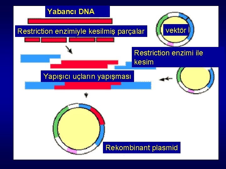 Yabancı DNA Restriction enzimiyle kesilmiş parçalar vektör Restriction enzimi ile kesim Yapışıcı uçların yapışması Yabancı DNA Restriction enzimiyle kesilmiş parçalar vektör Restriction enzimi ile kesim Yapışıcı uçların yapışması