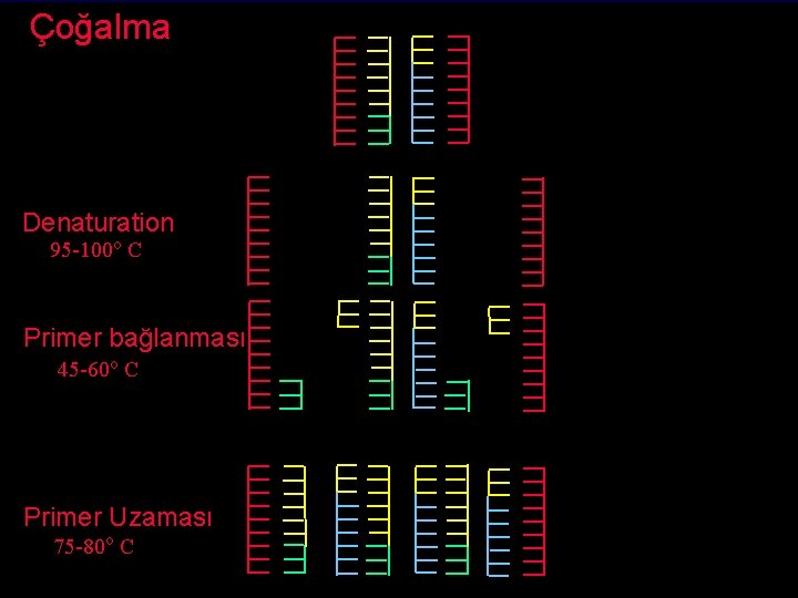 Çoğalma Denaturation 95 -100 o C Primer bağlanması 45 -60 o C Primer Uzaması Çoğalma Denaturation 95 -100 o C Primer bağlanması 45 -60 o C Primer Uzaması