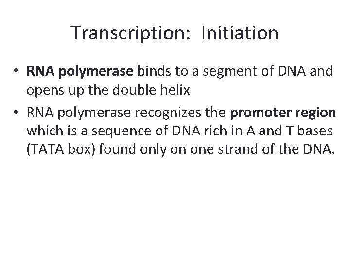 Transcription: Initiation • RNA polymerase binds to a segment of DNA and opens up