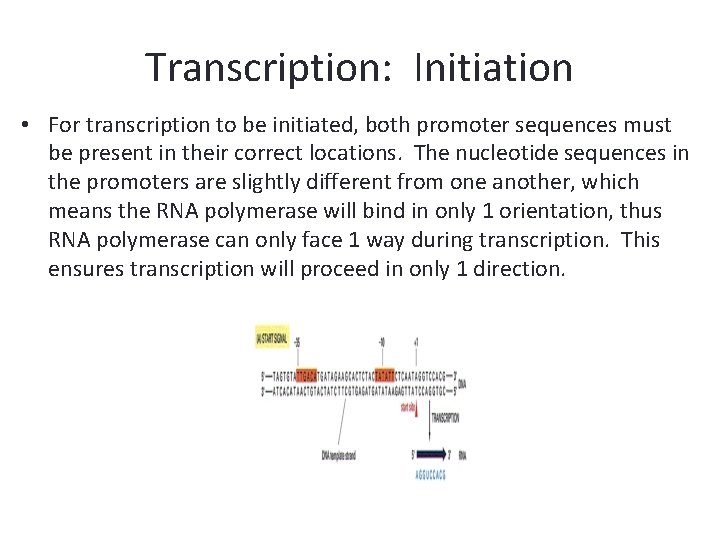 Transcription: Initiation • For transcription to be initiated, both promoter sequences must be present