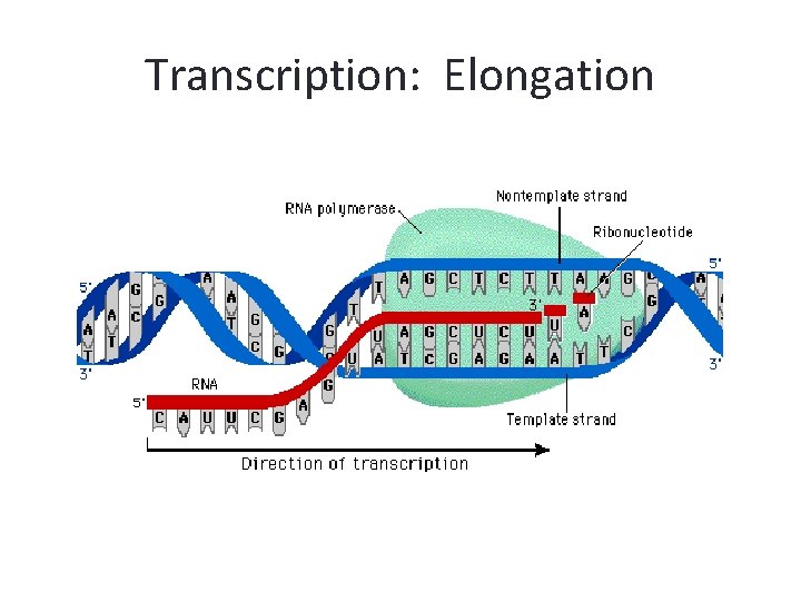 Transcription: Elongation 