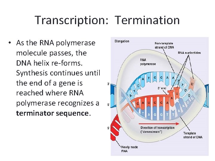 Transcription: Termination • As the RNA polymerase molecule passes, the DNA helix re-forms. Synthesis