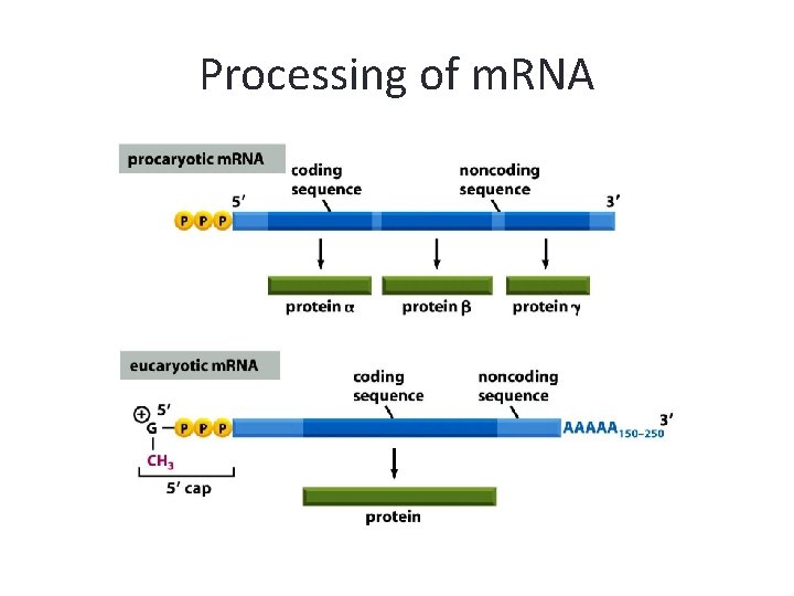 Processing of m. RNA 