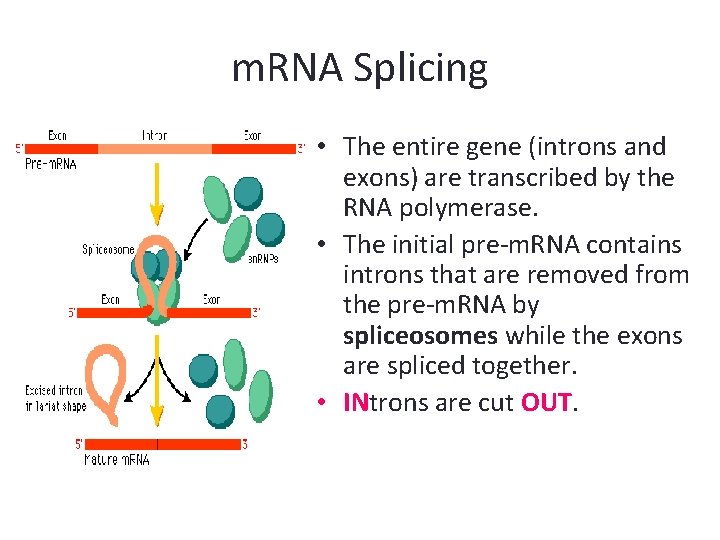 m. RNA Splicing • The entire gene (introns and exons) are transcribed by the