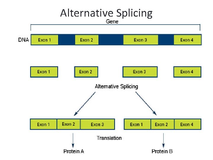 Alternative Splicing 