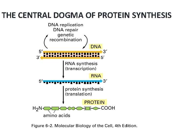 THE CENTRAL DOGMA OF PROTEIN SYNTHESIS 