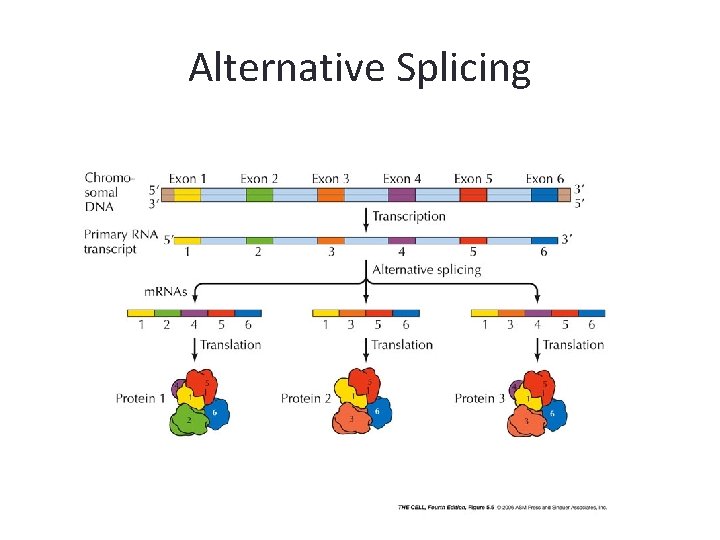 Alternative Splicing 