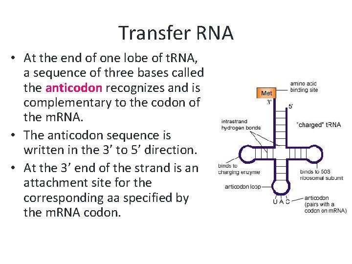 Transfer RNA • At the end of one lobe of t. RNA, a sequence