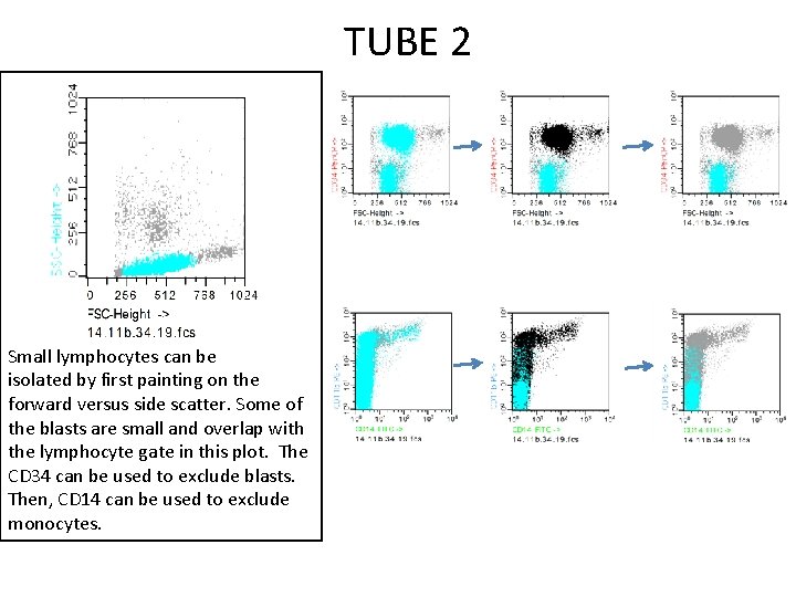 TUBE 2 Small lymphocytes can be isolated by first painting on the forward versus