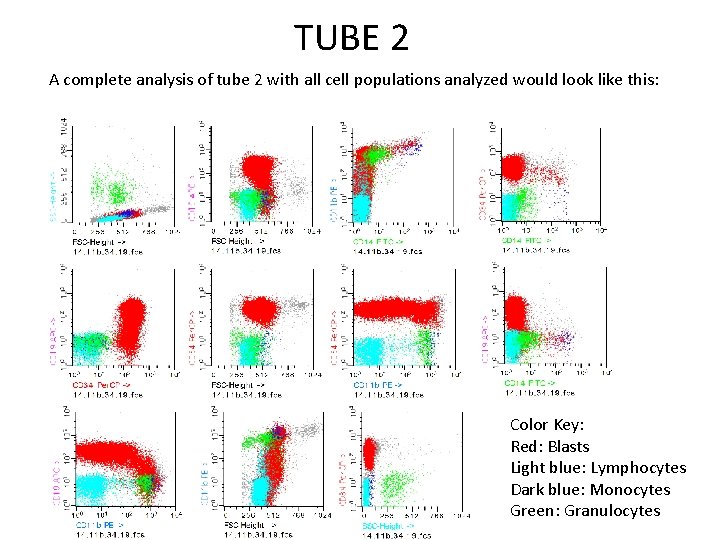 TUBE 2 A complete analysis of tube 2 with all cell populations analyzed would