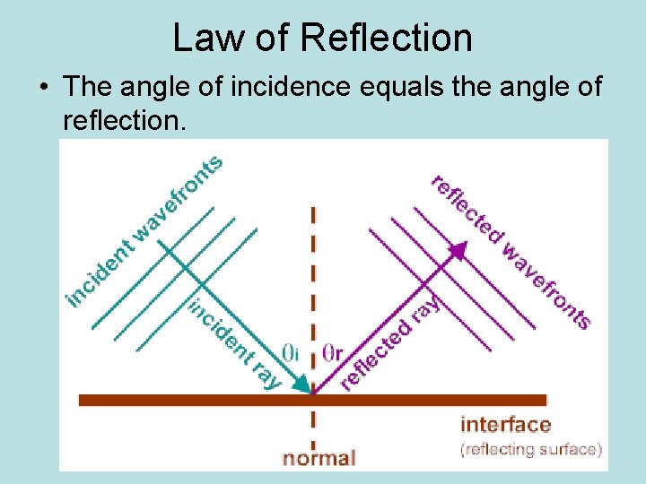 Law of Reflection • The angle of incidence equals the angle of reflection. 