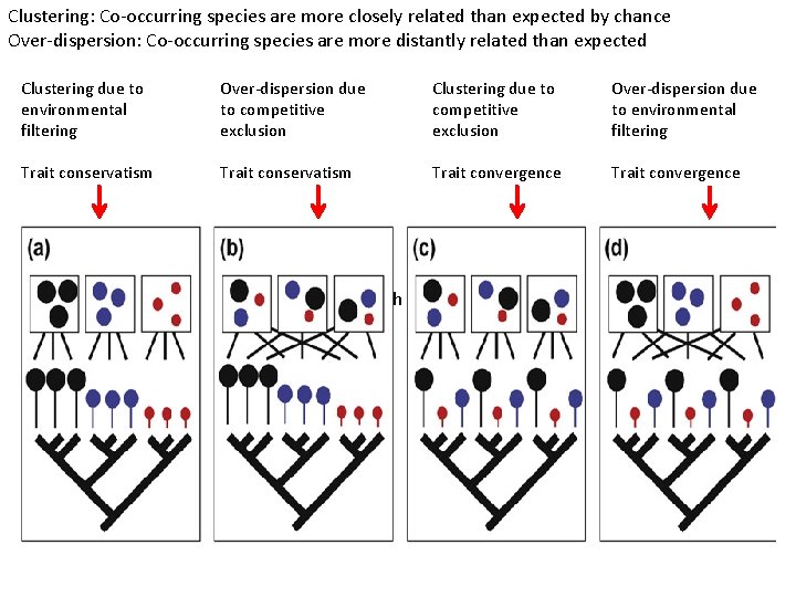 Clustering: Co-occurring species are more closely related than expected by chance Over-dispersion: Co-occurring species