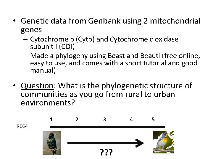  • Genetic data from Genbank using 2 mitochondrial genes – Cytochrome b (Cytb)